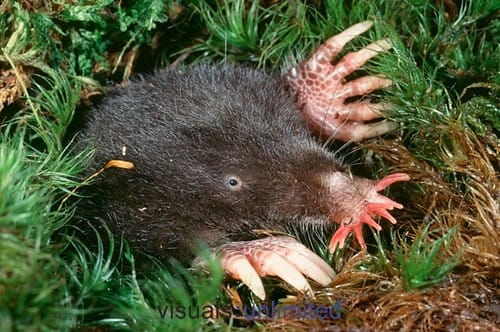 Invasion of the MOLE Trainers